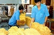 Xuất khẩu cao su đạt 1,52 tỷ USD